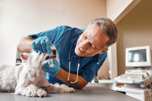 Best Emergency Tooth Extraction in Worcester, MA